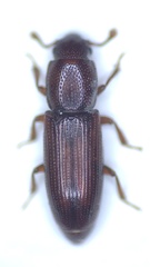 Rhizophagus ferrugineus