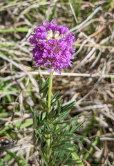 Dalea compacta