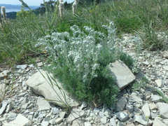 Artemisia alpina