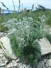 Artemisia alpina