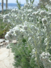 Artemisia alpina