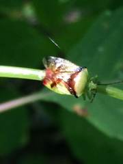 Elasmostethus atricornis