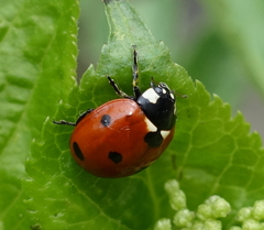 Coccinella septempunctata