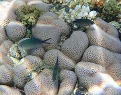 Chromis flavaxilla