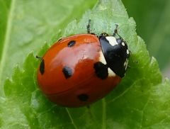Coccinella septempunctata