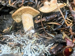 Clitocybe albirhiza