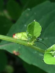 Elasmostethus atricornis