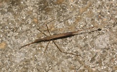 Ranatra quadridentata