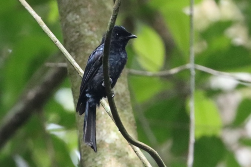Shining Drongo