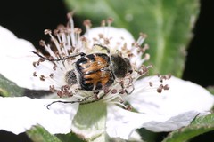 Trichiotinus affinis