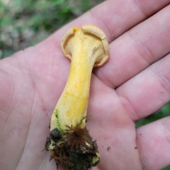 Cantharellus lateritius