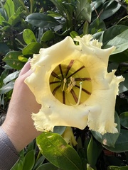 Solandra longiflora