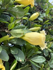 Solandra longiflora