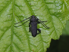 Ropalopus macropus