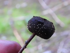 Cheilymenia coprinaria