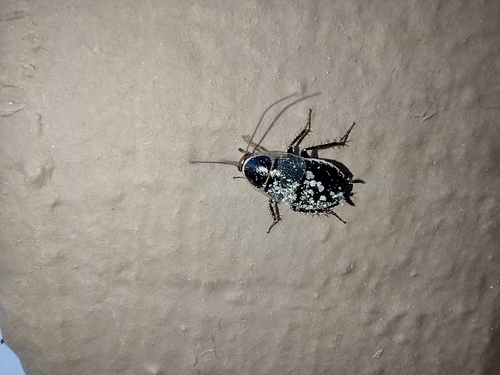 švábik sieťovaný (Phyllodromica megerlei)