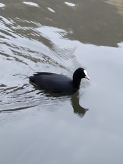 Fulica atra