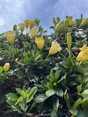 Solandra longiflora
