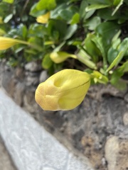 Solandra longiflora