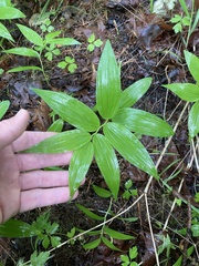 Maianthemum stellatum