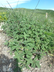 Salvia ringens