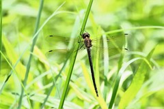 Somatochlora linearis