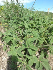 Salvia ringens