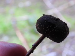 Cheilymenia coprinaria