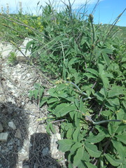 Salvia ringens