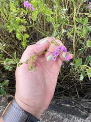 Commicarpus tuberosus