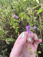 Commicarpus tuberosus