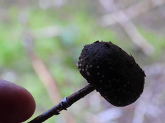 Cheilymenia coprinaria