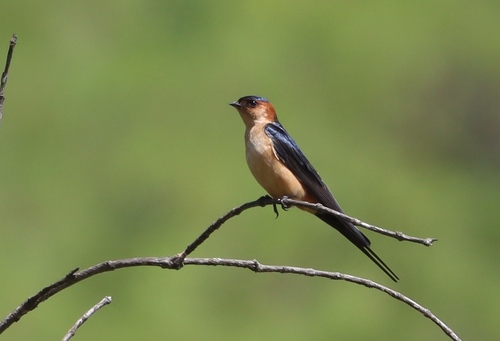 African red-rumped swallow