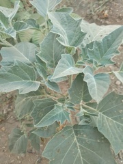 Datura