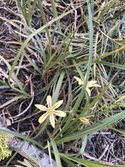 Triteleia ixioides anilina
