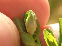 Dasineura serotina