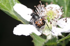 Trichiotinus affinis