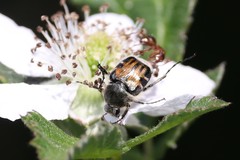 Trichiotinus affinis
