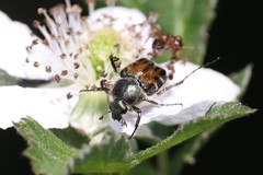Trichiotinus affinis