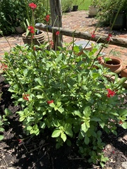 Stachytarpheta microphylla