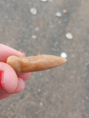 Hymeniacidon perlevis