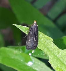 Dichomeris juncidella