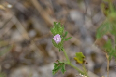 Malva setigera