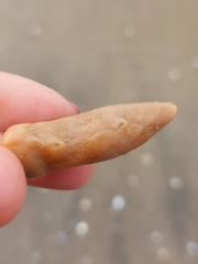 Hymeniacidon perlevis