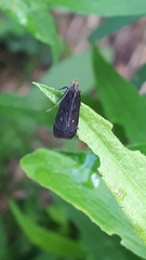 Dichomeris juncidella