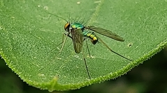 Condylostylus comatus