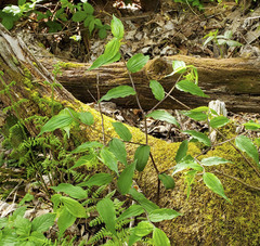 Prosartes lanuginosa