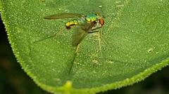 Condylostylus comatus