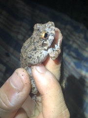 Oreobates quixensis