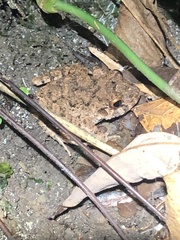 Oreobates quixensis